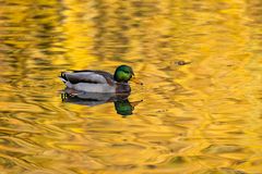 Spiegelung im goldenen Wasser