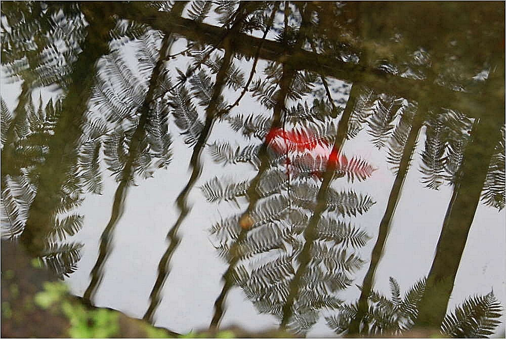 Spiegelung im Goldfischteich  