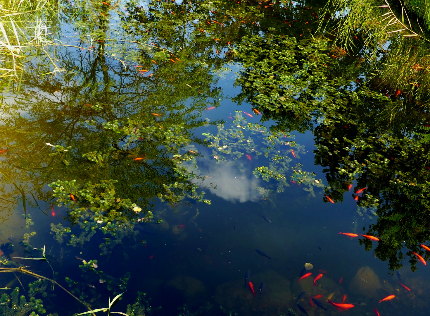 Spiegelung im Goldfischteich