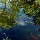 Spiegelung im Goldfischteich