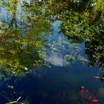 Spiegelung im Goldfischteich