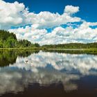 Spiegelung im Herbisweiher im Allgäu 