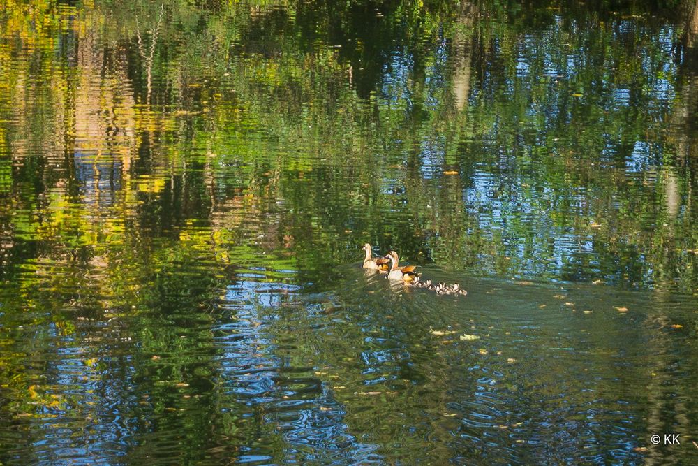 Spiegelung im Herbst