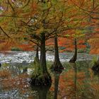 Spiegelung im Herbst ...