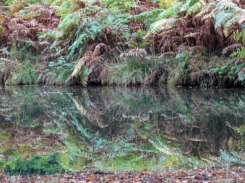 Spiegelung im Herbst