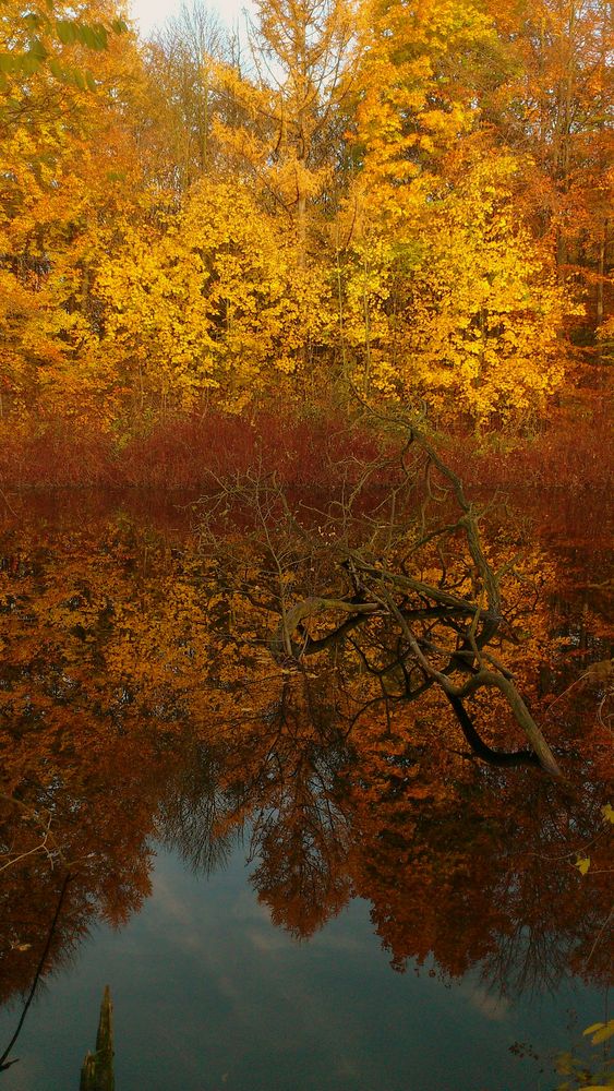 Spiegelung im Herbst