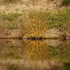 Spiegelung im Hirschweiher /Pfalz 