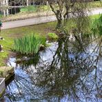 Spiegelung im Japanischen Garten Leverkusen