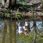 Spiegelung im kleinen See einer Parkanlage