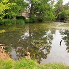 Spiegelung im Kursee