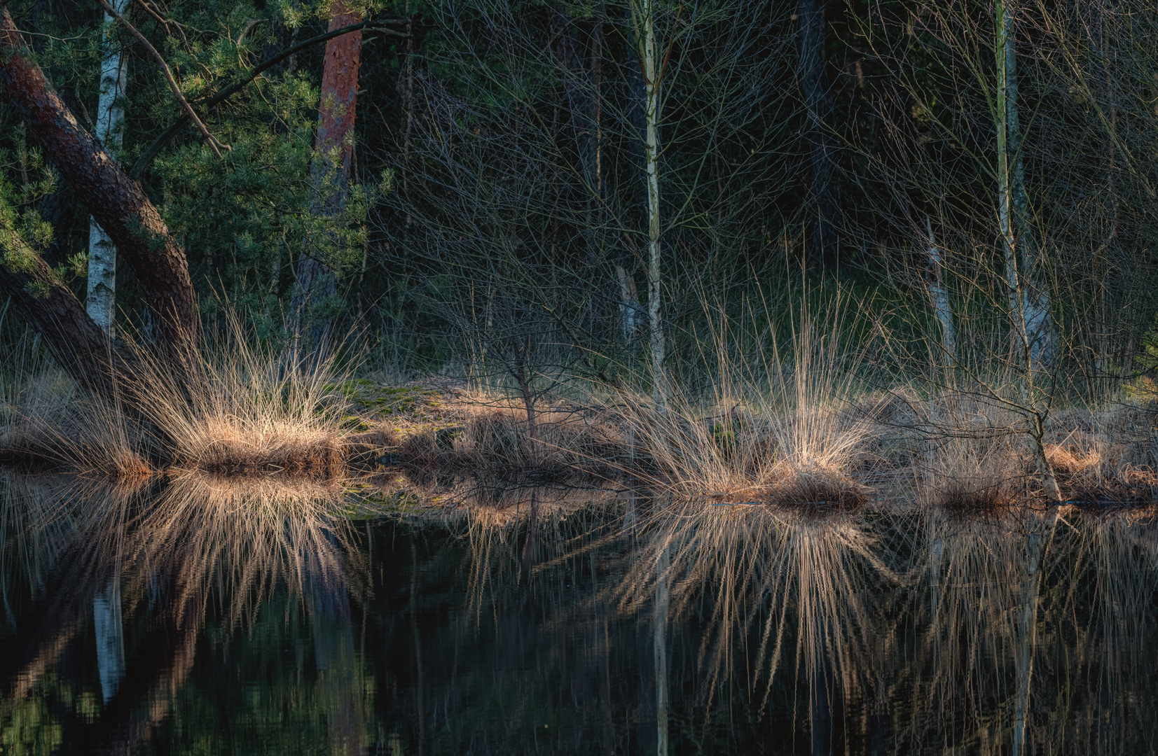 Spiegelung im Laaver Moor