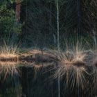 Spiegelung im Laaver Moor