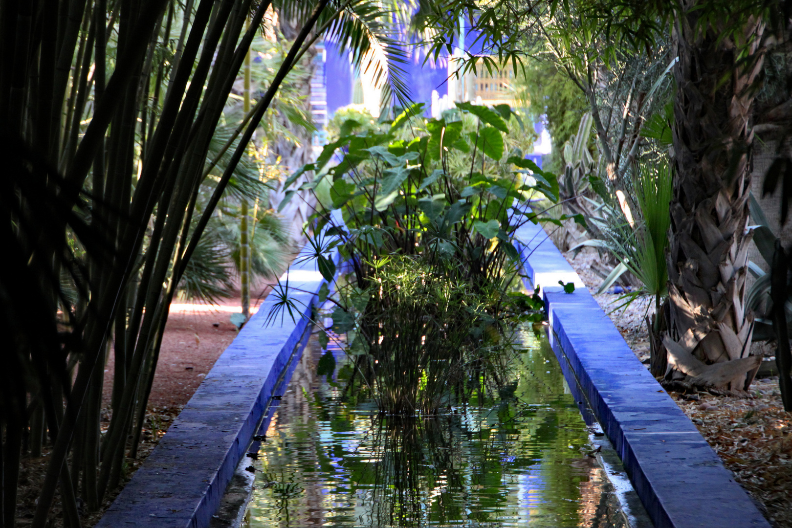 Spiegelung im Majorelle Garten