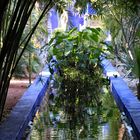 Spiegelung im Majorelle Garten