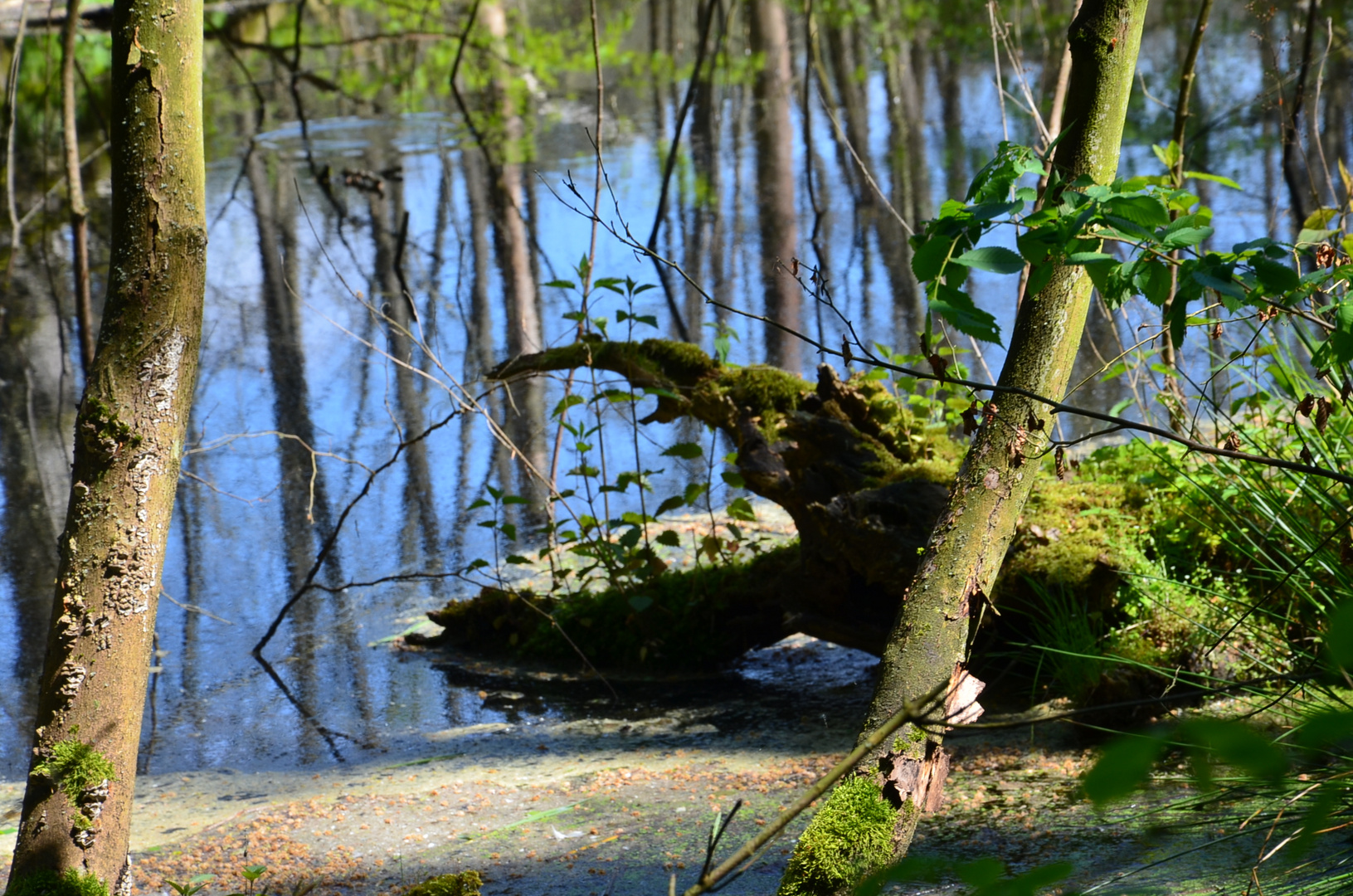 Spiegelung im Moor 2