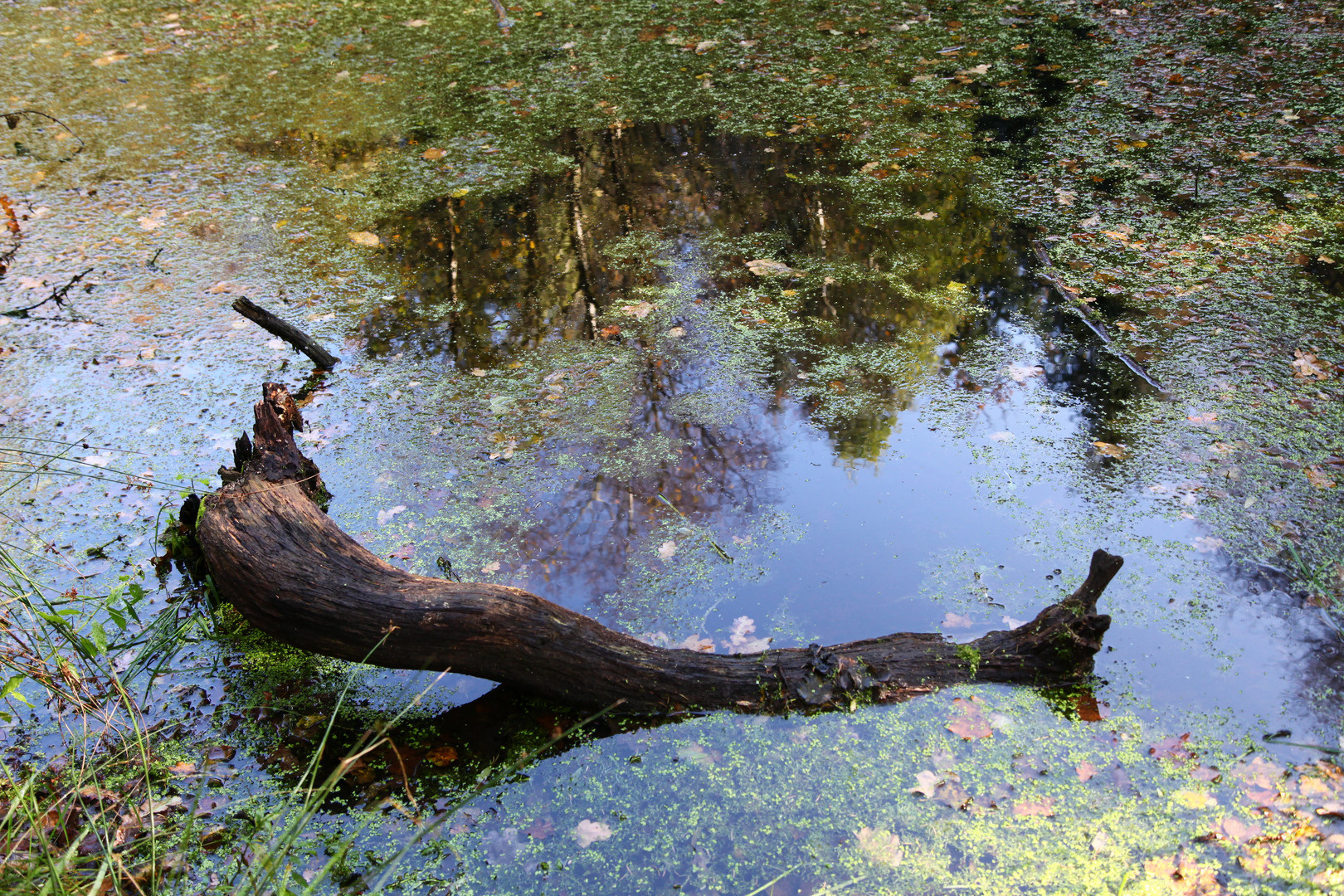 Spiegelung im Moor...