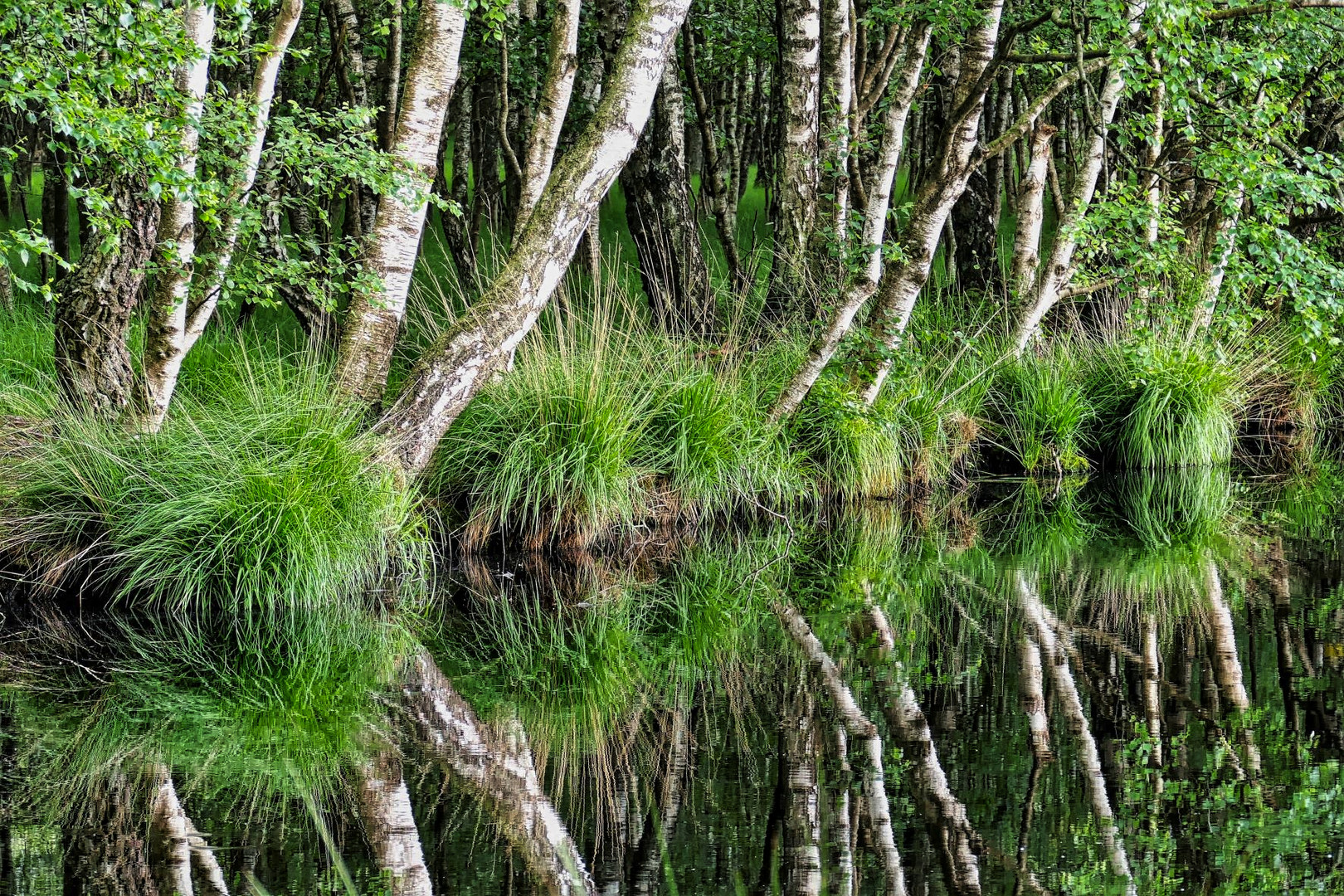 Spiegelung im Moor