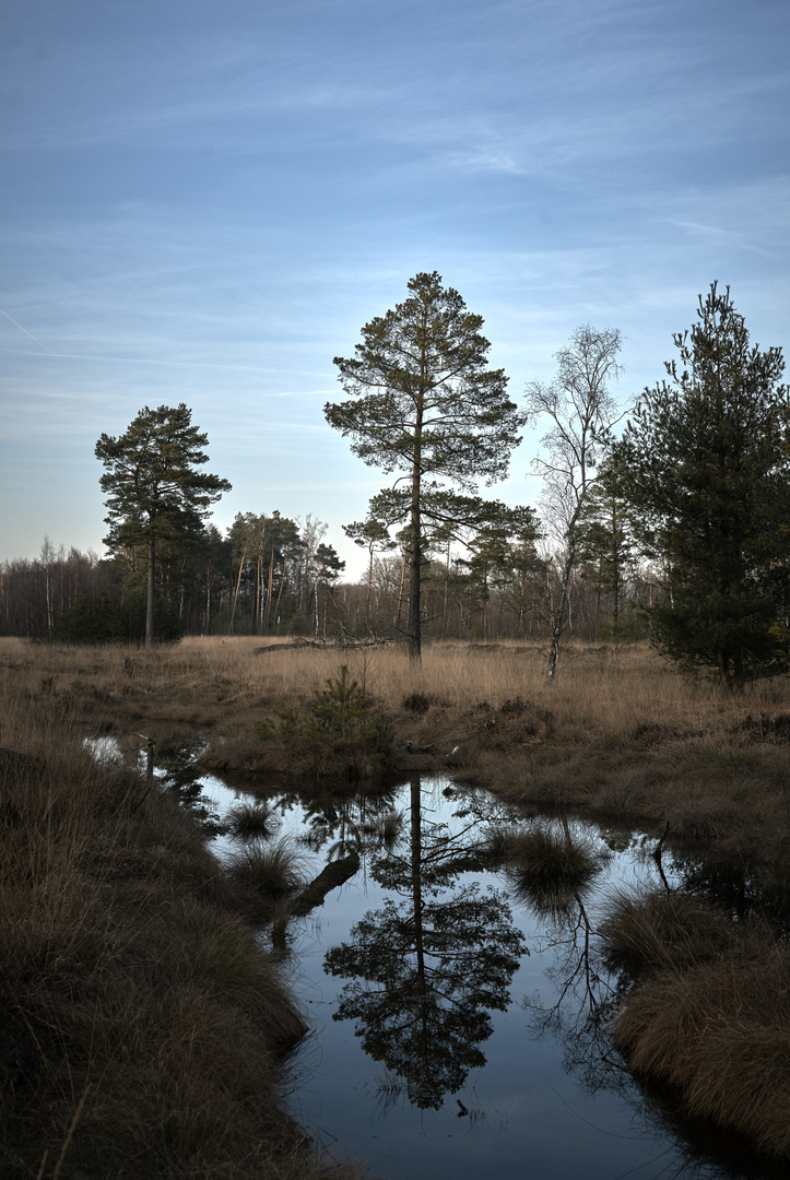 Spiegelung im Moor