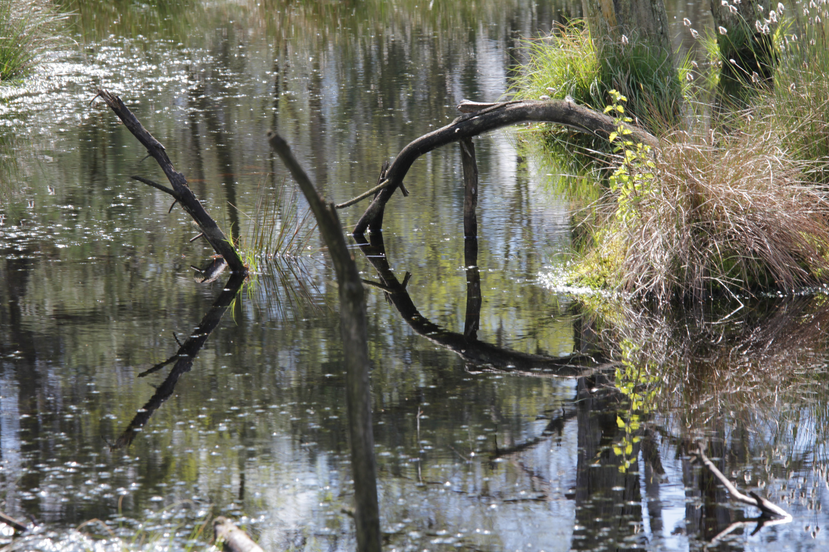 Spiegelung im Moor