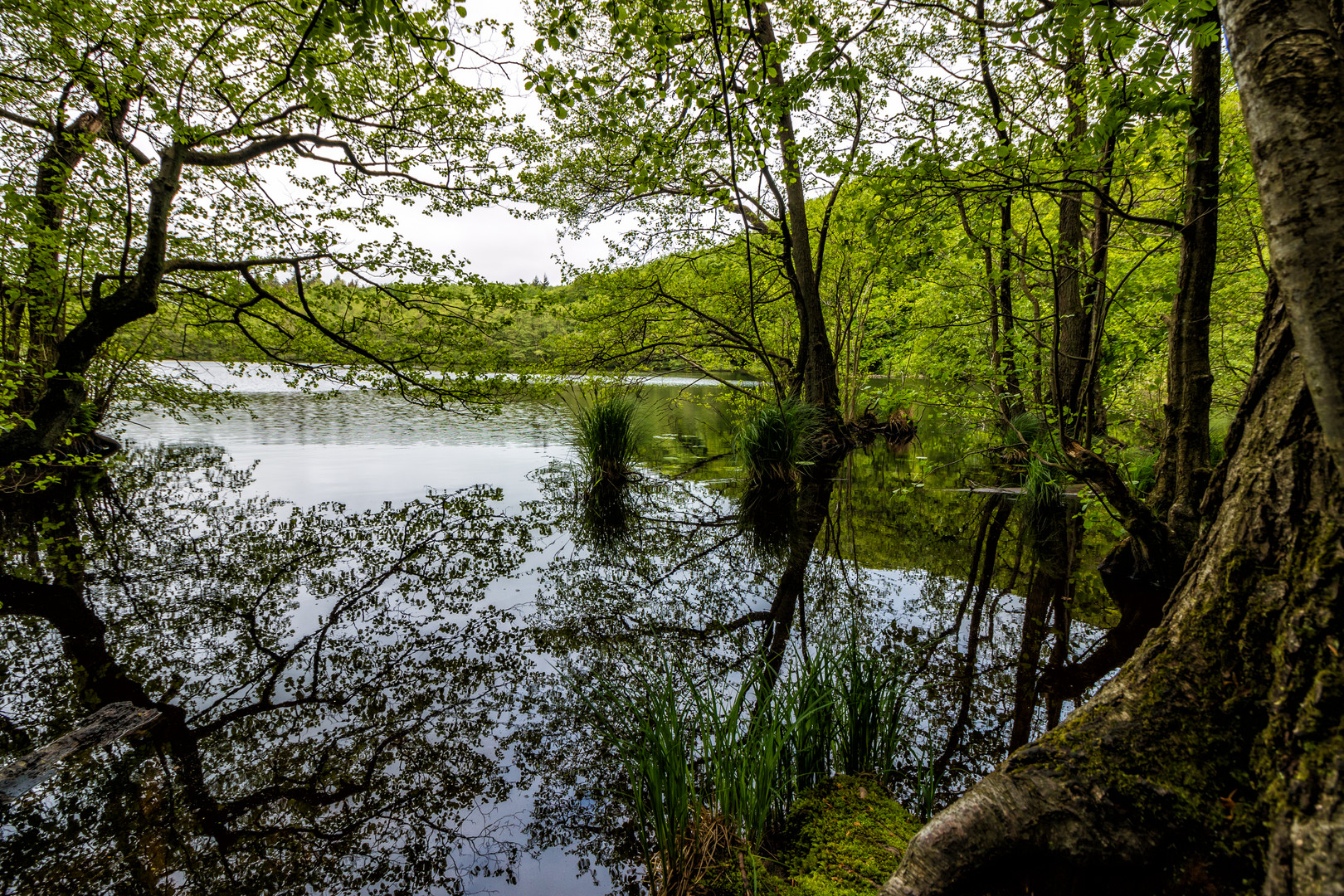 Spiegelung im Moor