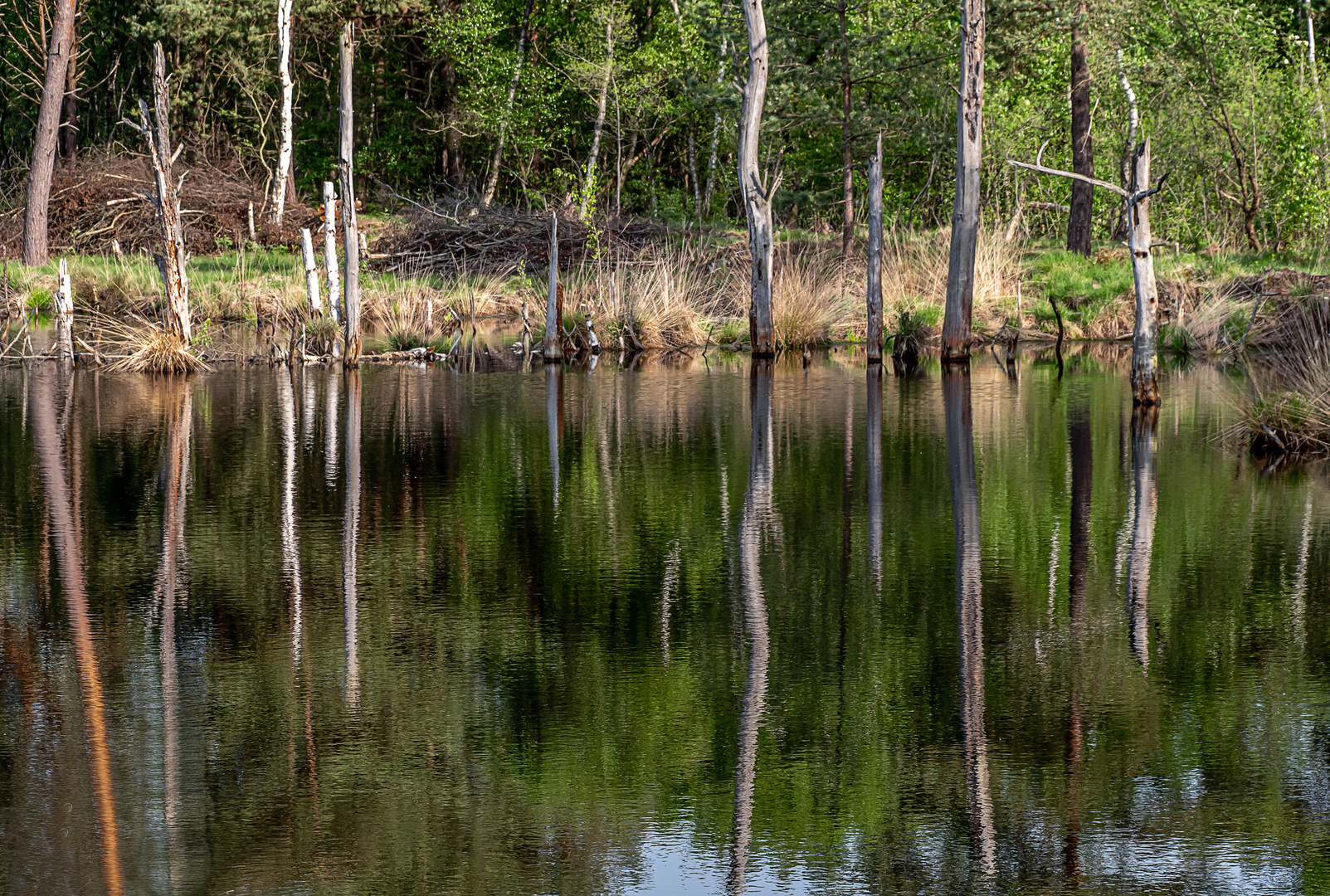 Spiegelung im Moor