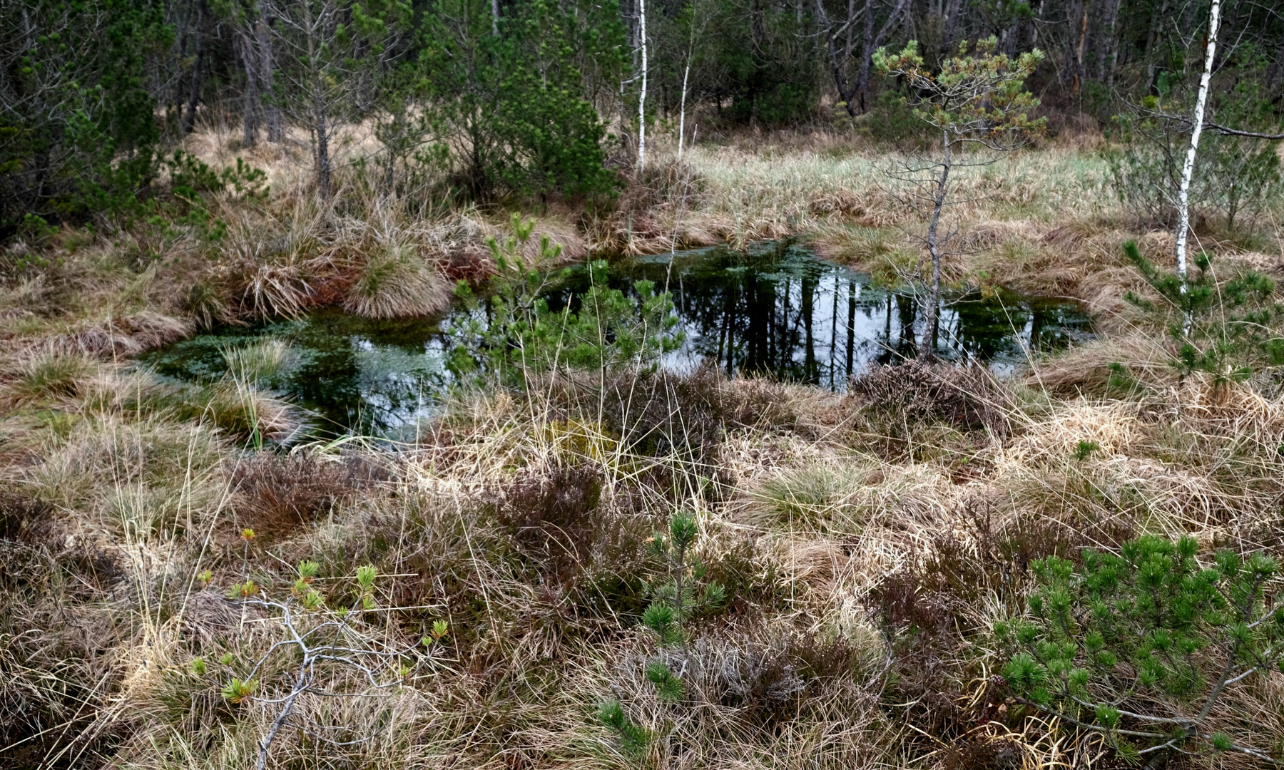 Spiegelung im Moor