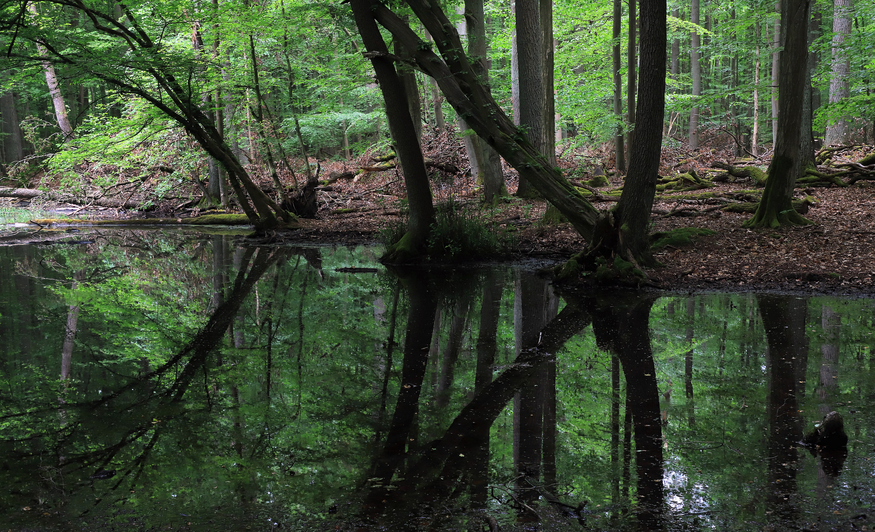 spiegelung im moor