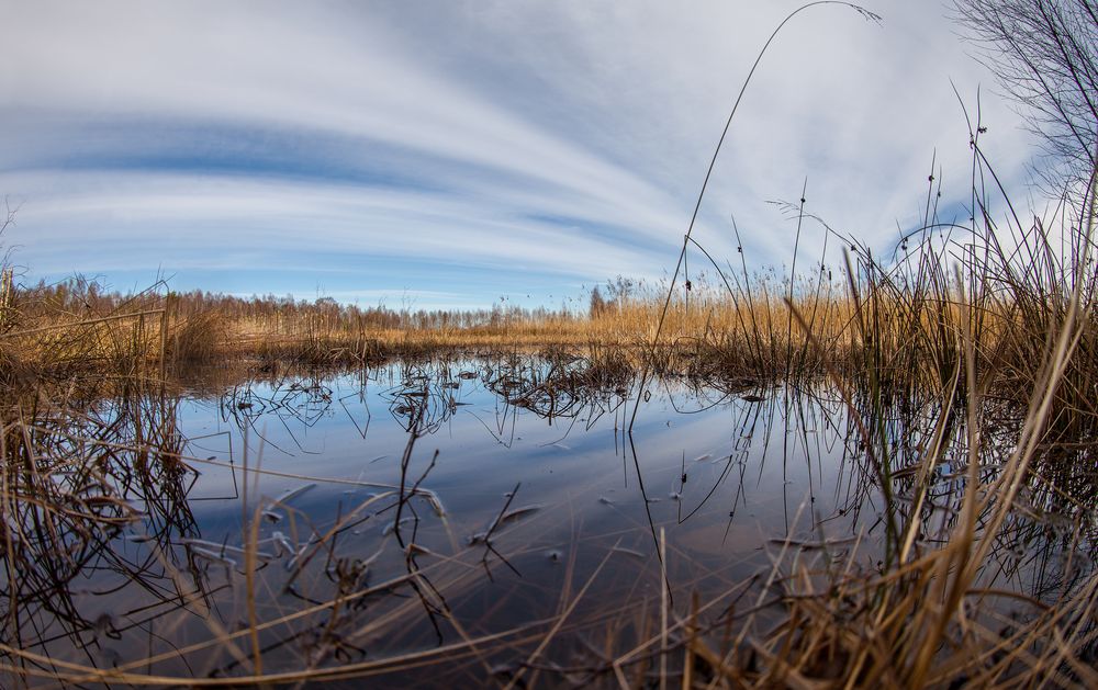 Spiegelung im Moor (fisheye)