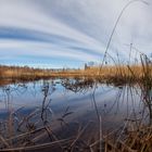 Spiegelung im Moor (fisheye)