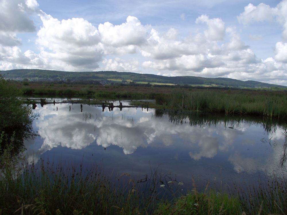 Spiegelung im Moorsee