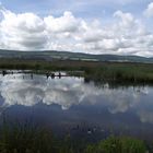 Spiegelung im Moorsee