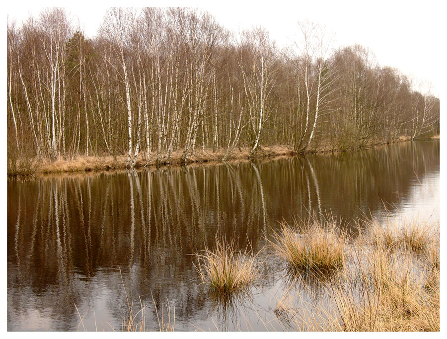 Spiegelung im Moorsee