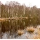 Spiegelung im Moorsee