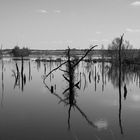 Spiegelung im Moorteich