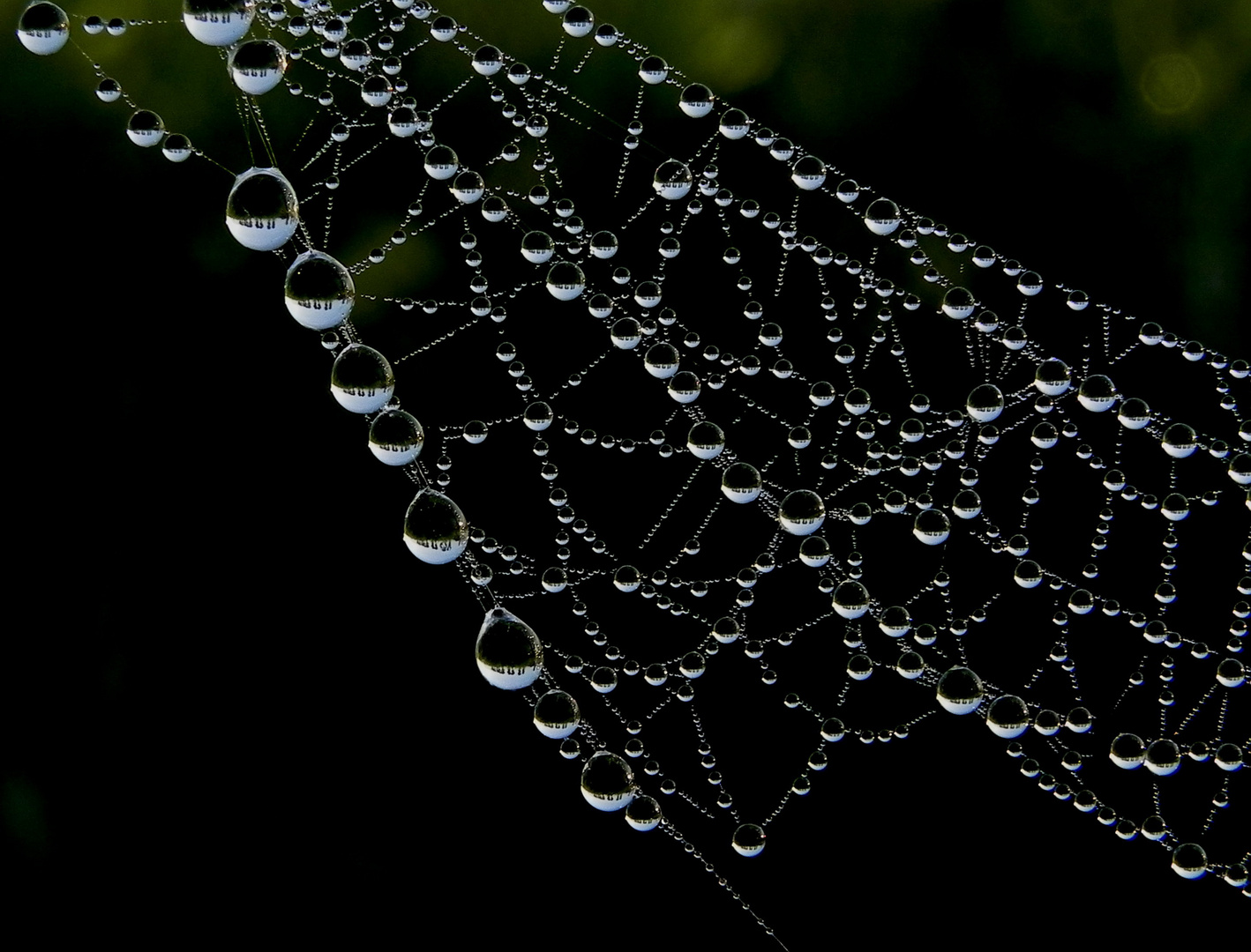 Spiegelung im Morgentau