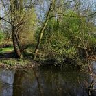 Spiegelung im Mühlengraben