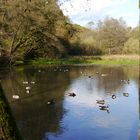 Spiegelung im Mühlenteich