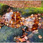 Spiegelung im Naturbrunnen