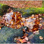 Spiegelung im Naturbrunnen