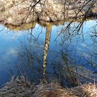 Spiegelung im Naturschutzgebiet