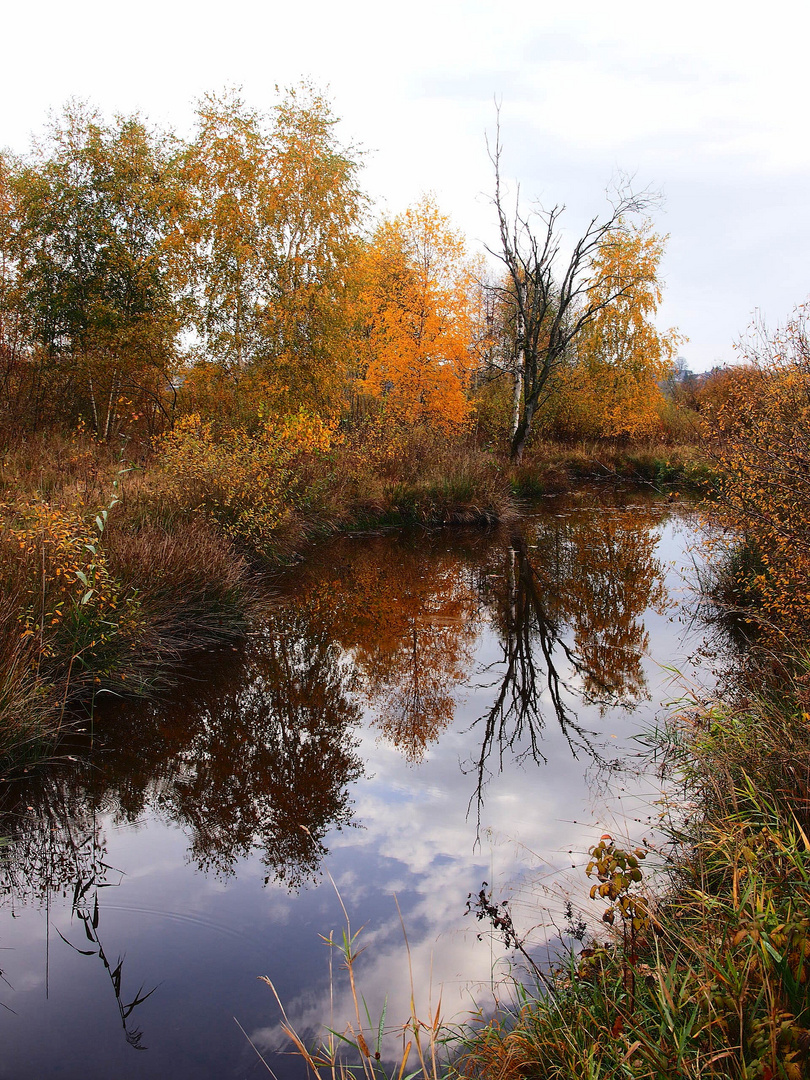 Spiegelung im Naturschutzgebiet