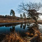 Spiegelung im Naturschutzgebiet Wahner Heide