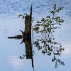 Spiegelung im Pietzmoor