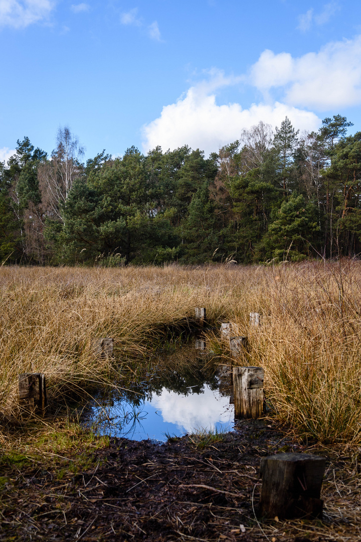 Spiegelung im Pietzmoor