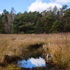 Spiegelung im Pietzmoor