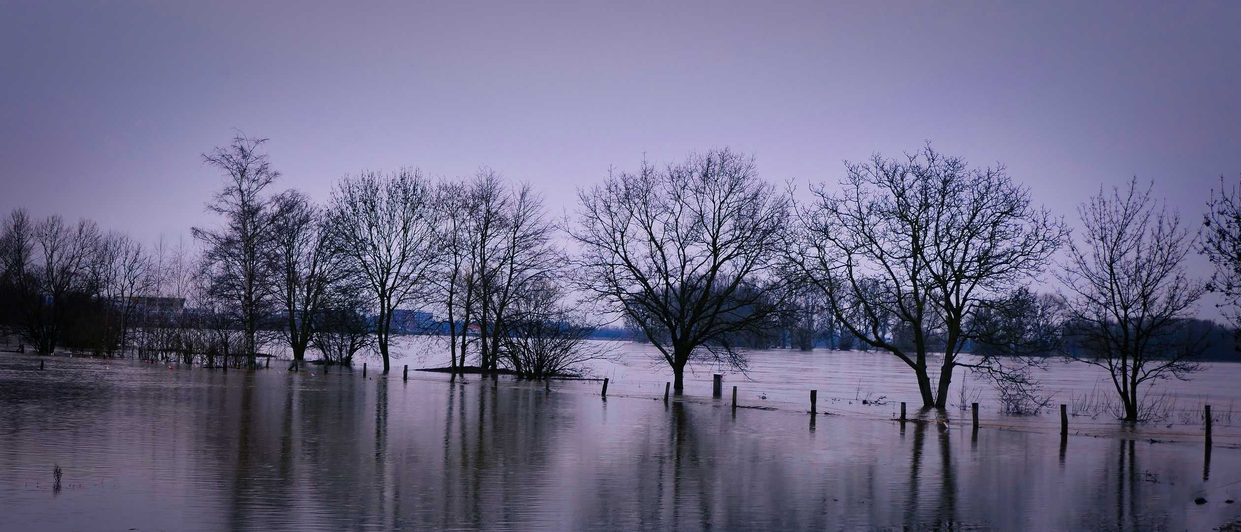 Spiegelung im Rheinhochwasser