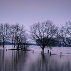 Spiegelung im Rheinhochwasser