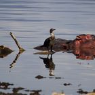 Spiegelung im Salzsee Nakuru