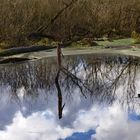 Spiegelung im See     Dienstag ist Spiegeltag