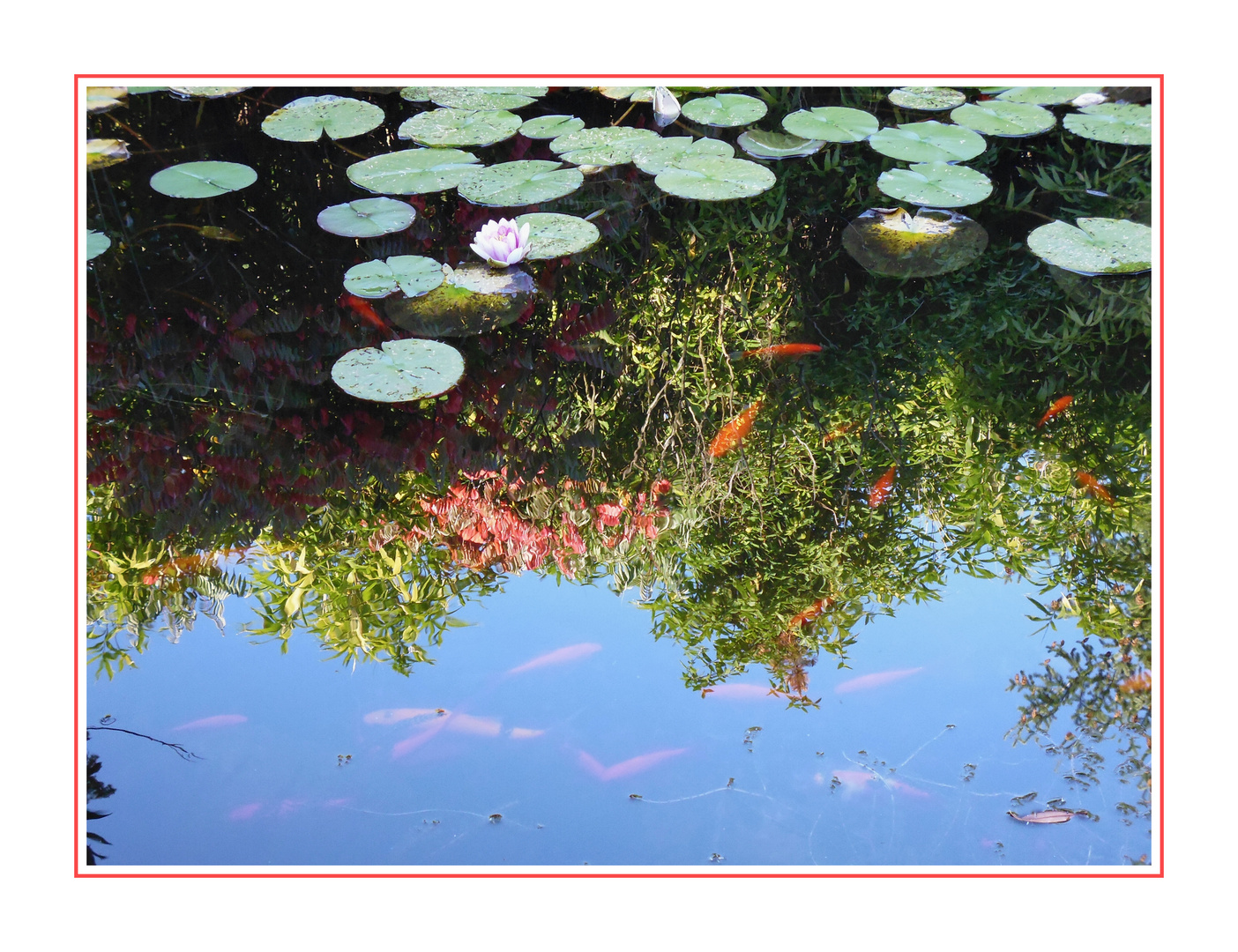 Spiegelung im Seerosenteich